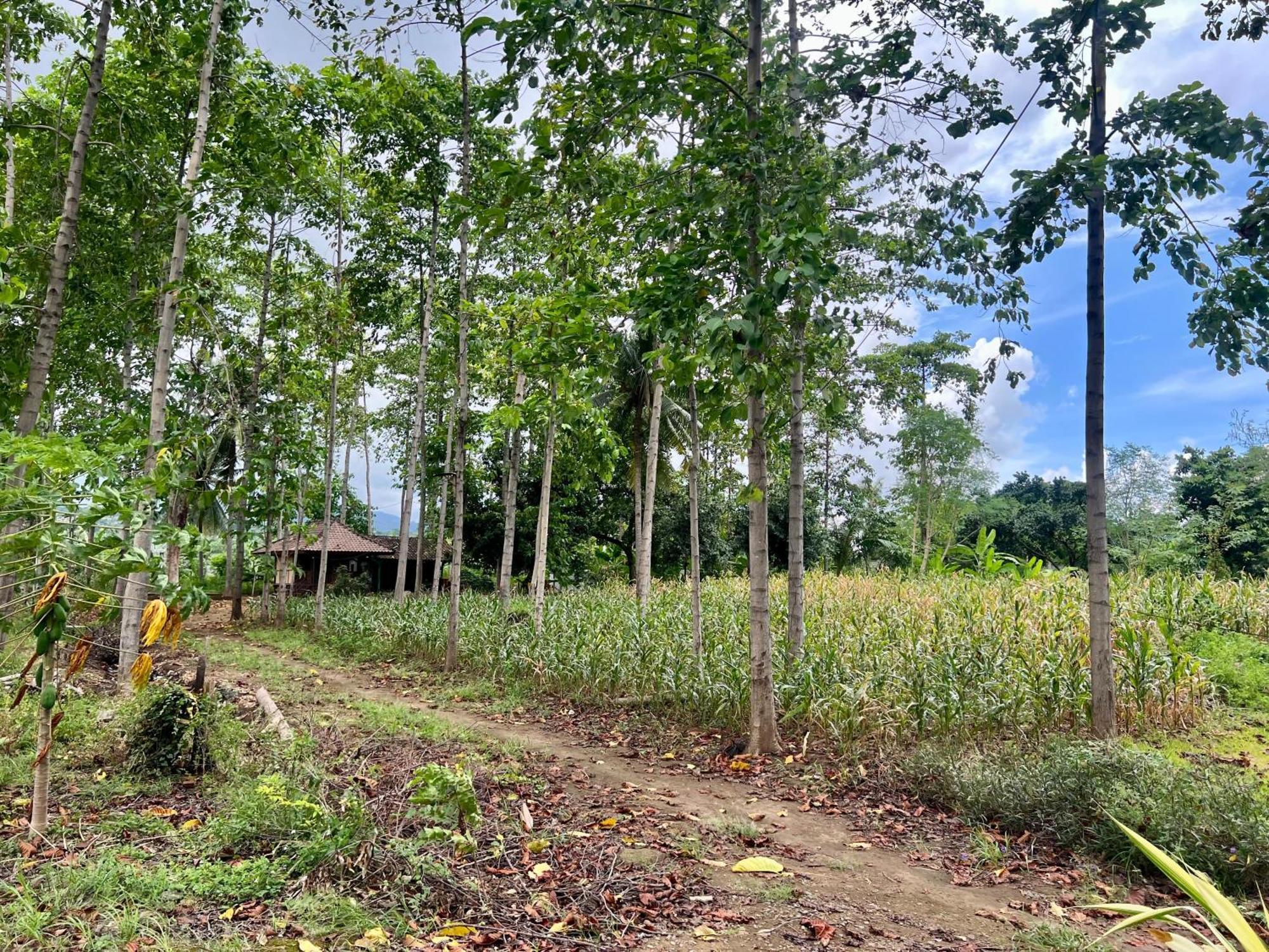 Pohon Purba Resort & Restaurant Labuhan Pandan 外观 照片